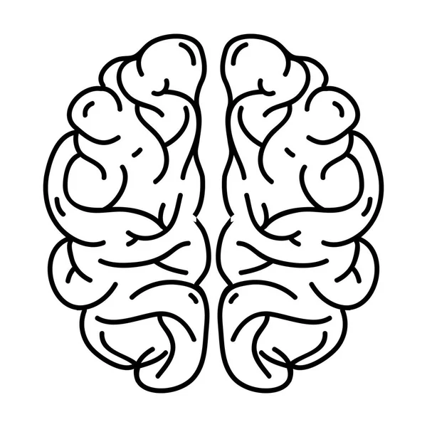 Insan Beyni Anatomi Için Yaratıcı Akıl Vektör Çizim Çizgisi — Stok Vektör