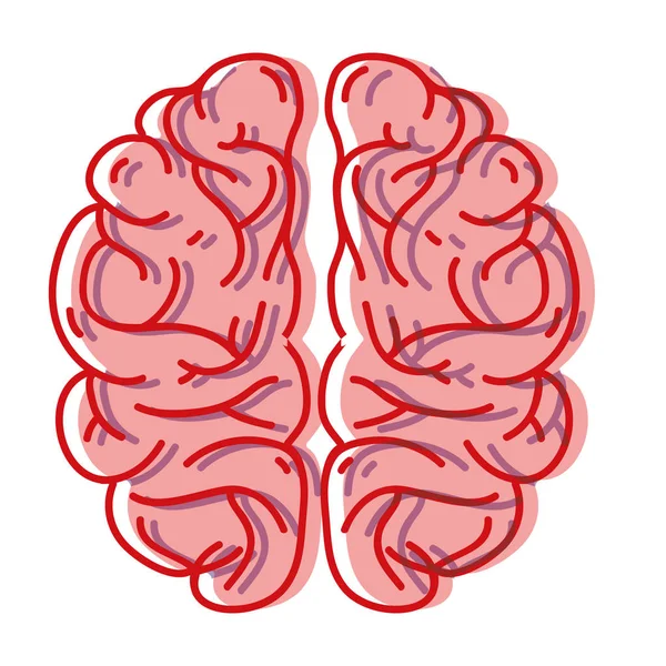 創造する人間の脳の解剖学と知性のベクトル イラスト — ストックベクタ