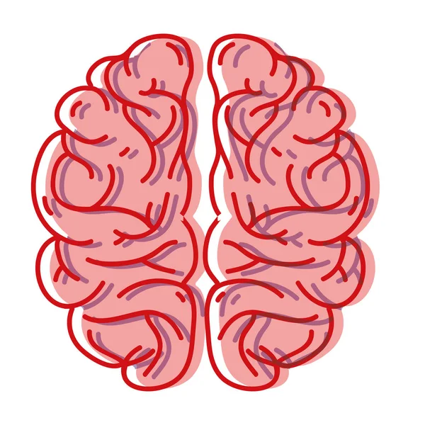 Anatomie Des Menschlichen Gehirns Zur Kreativen Und Intellektuellen Vektorillustration — Stockvektor