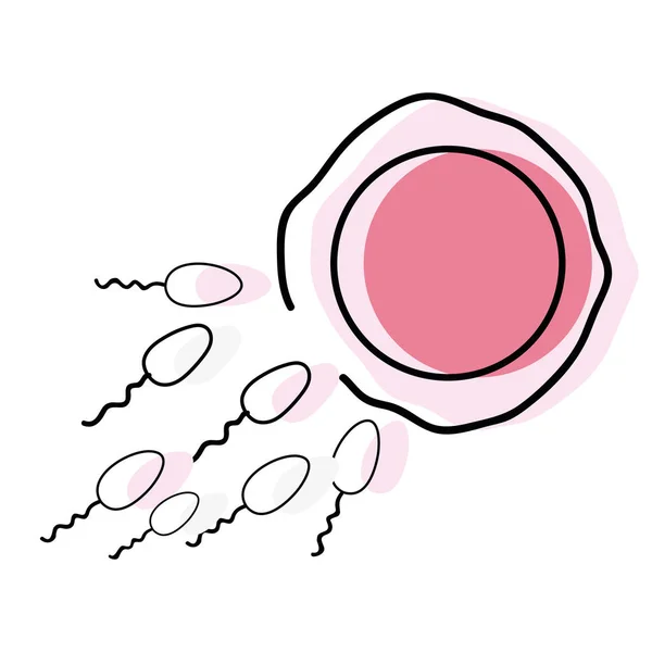 Illustration Vectorielle Processus Fécondation Des Ovules Des Spermatozoïdes — Image vectorielle