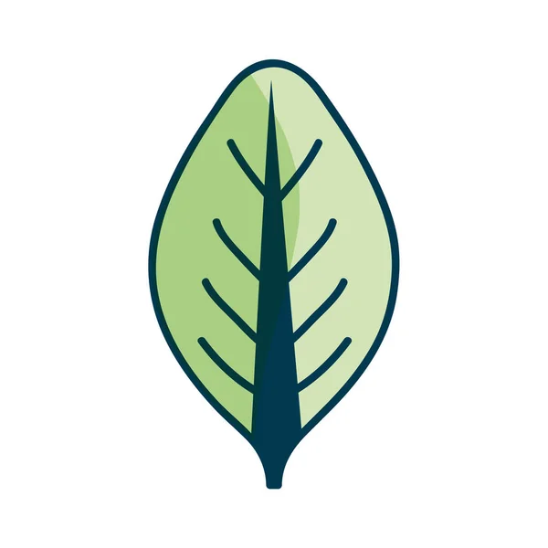 Güzel Organik Leaf Bitki Vektör Çizim Tasarım — Stok Vektör