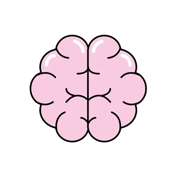 Cérebro Humano Anatomia Órgão Inteligência Vetor Ilustração —  Vetores de Stock