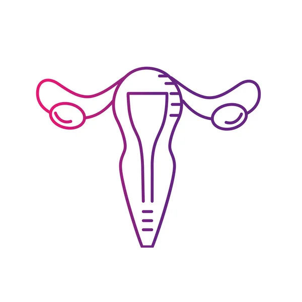 Fallopian tubes Vector Art Stock Images Depositphotos