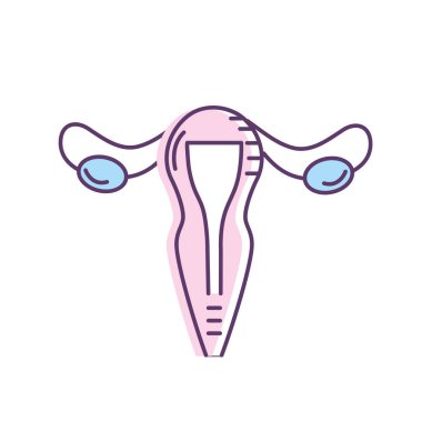 rahim fallop tüpleri anatomi kadın vektör çizim