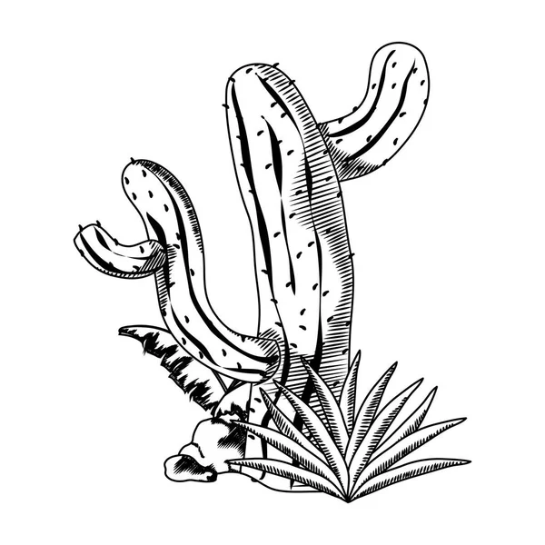 Linia Natura Pustynia Cactus Avaceas Roślina Wektor Ilustracja — Wektor stockowy