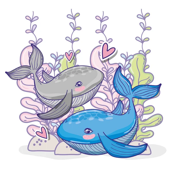 Whales in love couple undersea animals cartoons vector illustration graphic design