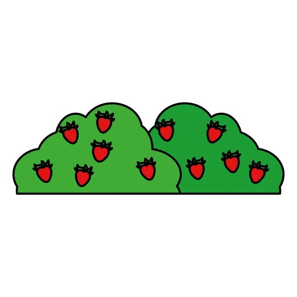 Couleur Plante Brousse Avec Délicieuses Fraises Fruit Vecteur Illustration — Image vectorielle