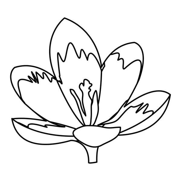 Linie Natürliche Schönheit Blume Mit Niedlichen Blütenblättern Vektor Illustration — Stockvektor