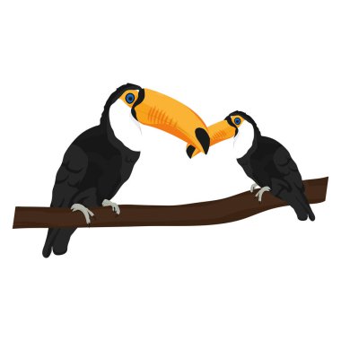 Güzellik toucan kuş bununla şube vektör çizim oğlu