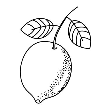 çizgi delecious limon organik meyve yaprakları vektör çizim ile