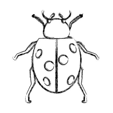 Grunge doğa uğur böceği böcek hayvan bahar vektör çizim