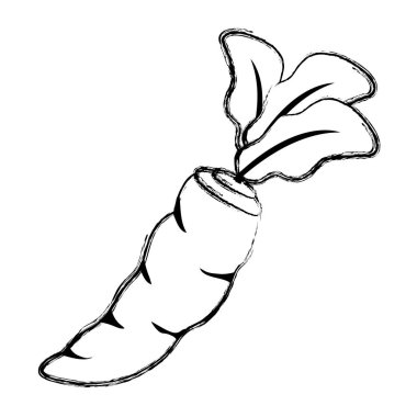 Grunge doğal havuç organik sebze gıda vektör çizim