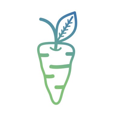 satır organik havuç sebze beslenme vektör çizim
