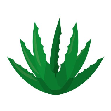 Doğa bitki botanik flora yaprakları vektör çizim ile