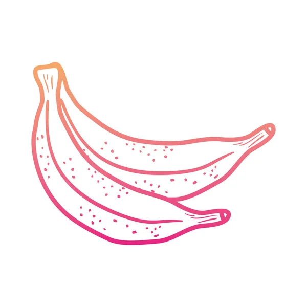 Linha Degradada Saborosas Bananas Fruto Orgânico Vitamina Vetor Ilustração —  Vetores de Stock