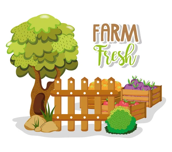 Farm Fresh Tree Wooden Fence Amd Eggplants Box Vector Illustration — Stock Vector