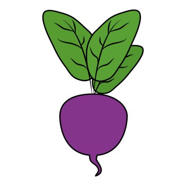 organik sebze vektör çizim ile renk doğal pancar yaprakları