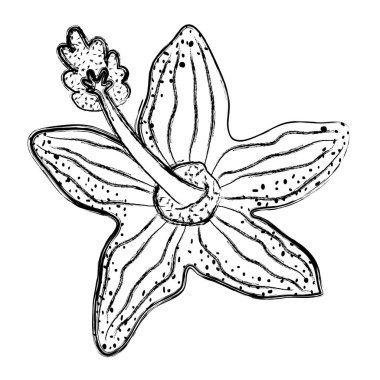 Grunge güzel bahar çiçek tropikal yaprakları vektör çizim ile