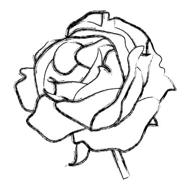 Grunge güzel bitki doğa yaprakları vektör çizim ile yükseldi