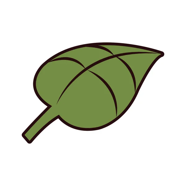 自然熱帯の葉の装飾植物ベクトル図 — ストックベクタ