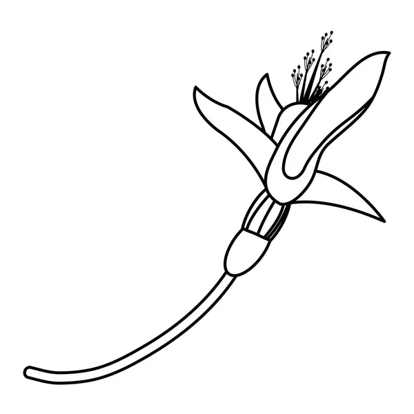 Γραμμή Λουλούδι Φύση Τροπικού Φυτού Διακόσμηση Εικονογράφηση Φορέα — Διανυσματικό Αρχείο