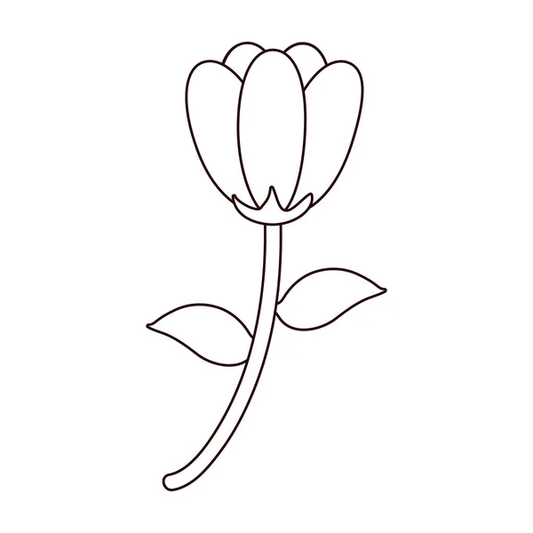 Gyönyörű Virágok Szirmok Levelek Vektoros Illusztráció Design Line — Stock Vector