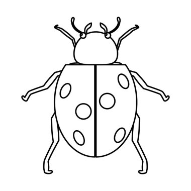 bahar vektör çizim satırı doğa uğur böceği böcek hayvan