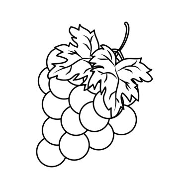 satır lezzetli üzüm meyve organik lezzetli vektör çizim