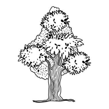 satır egzotik ağaç doğa dalları ile vektör çizim yaprak