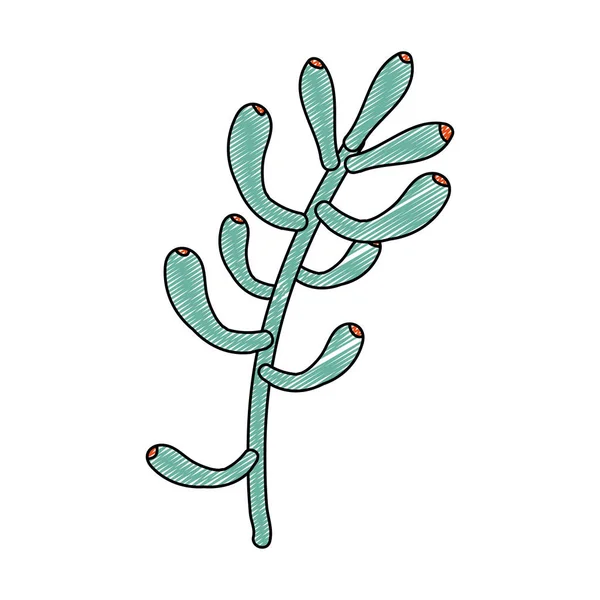 Растение Sedum Pachyphyllum Пунктирной Формы Векторной Иллюстрацией Естественных Листьев — стоковый вектор