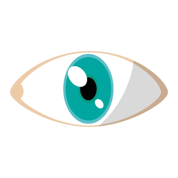 Eye Human Anatomy Vision Design Vector Illustration — Stock Vector