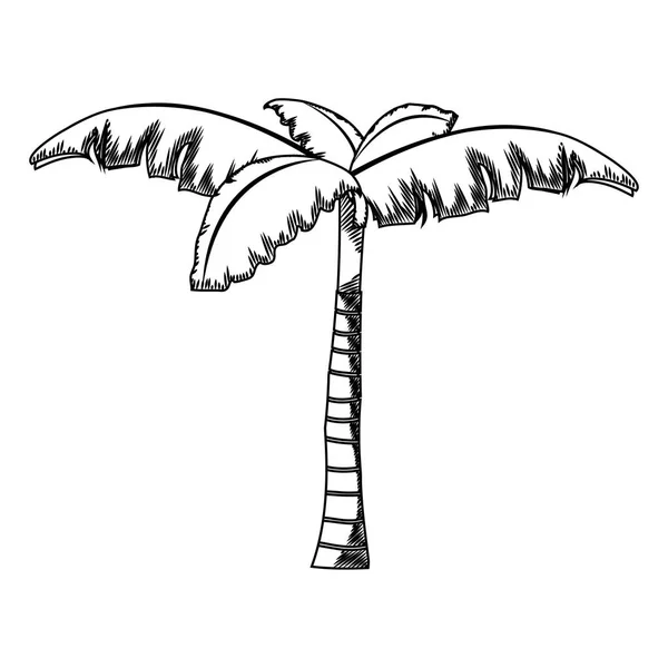 Linha Palmeira Tropical Com Desenho Natural Ilustração Vetorial — Vetor de Stock