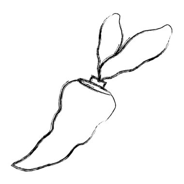 Grunge sağlıklı havuç taze sebze gıda vektör çizim