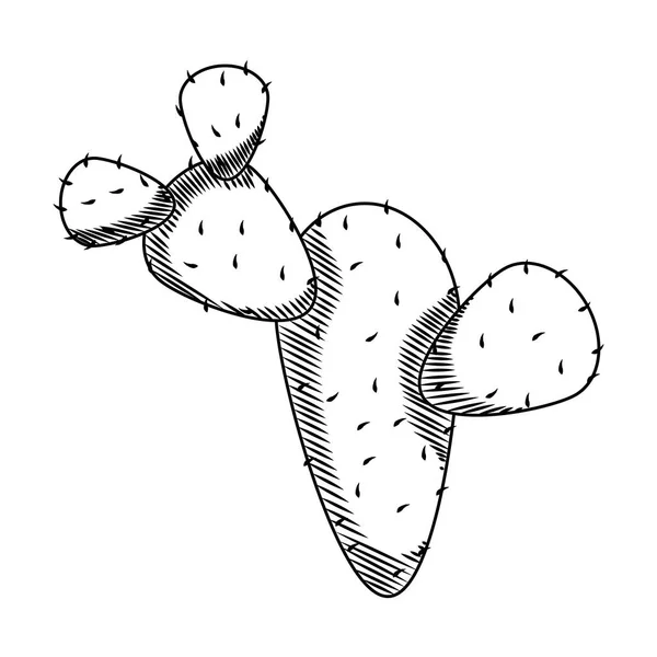 Line Ecology Cactus Plant Nature Desert Vector Illustration — Stock Vector