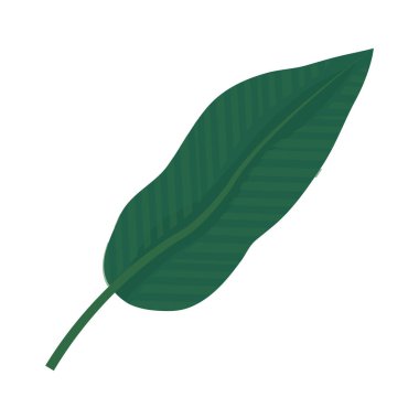 egzotik yaprak botanik doğal stil vektör çizim