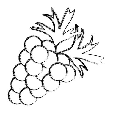 Grunge lezzetli küme üzüm meyve yaprakları vektör çizim ile