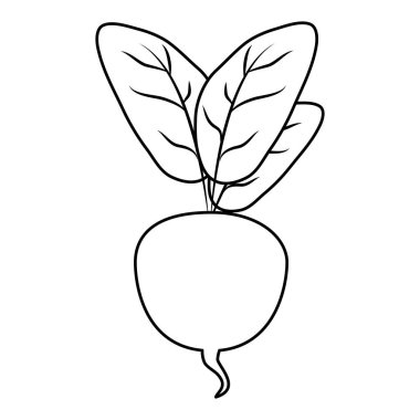 organik sebze vektör çizim ile satır doğal pancar yaprakları