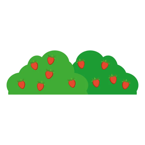 Plante Brousse Avec Délicieuses Fraises Illustration Vectorielle Fruits — Image vectorielle