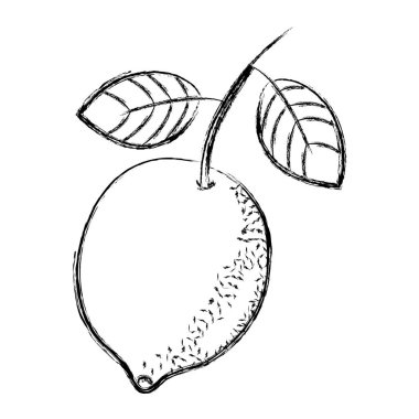 Grunge delecious limon organik meyve yaprakları vektör çizim ile