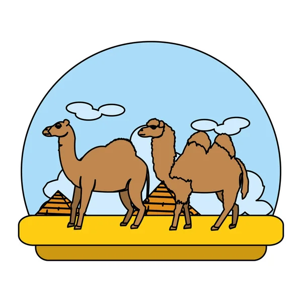 color camel and dromedary desert animal travel vector illustration