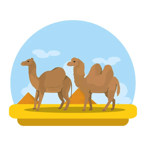 Kamel Und Dromedar Wüste Tier Reise Vektor Illustration — Stockvektor