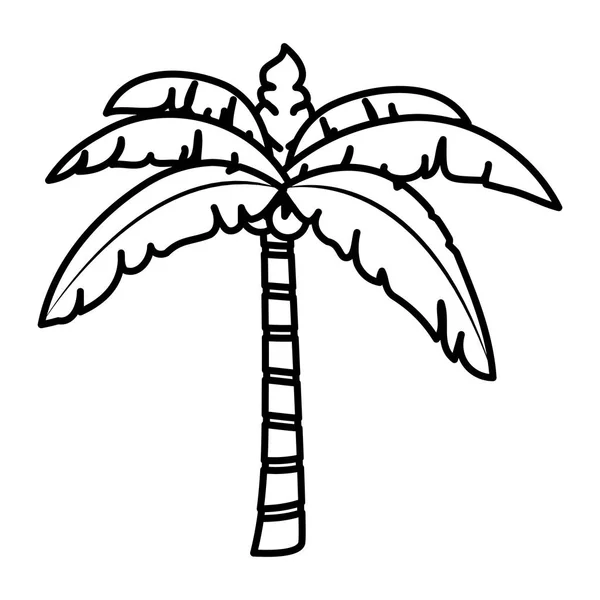 Trópusi Pálma Levelek Kókuszdió Vektoros Illusztráció — Stock Vector