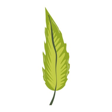 egzotik bitki yaprak doğal bitki vektör çizim