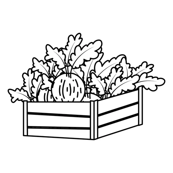 Ilustracja Wektorowa Warzywa Cebula Zdrowa Linii Wewnątrz Drewna Kosz — Wektor stockowy