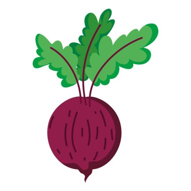 sağlıklı soğan taze organik sebze vektör çizim