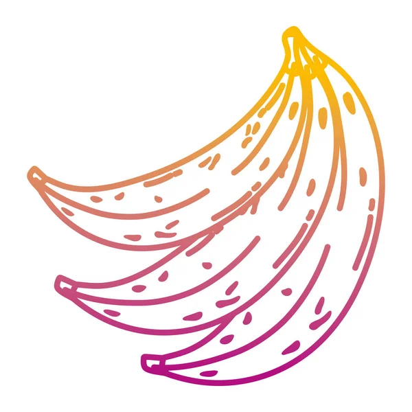 Linha Degradada Deliciosas Bananas Frutas Orgânico Vitamina Vetor Ilustração —  Vetores de Stock
