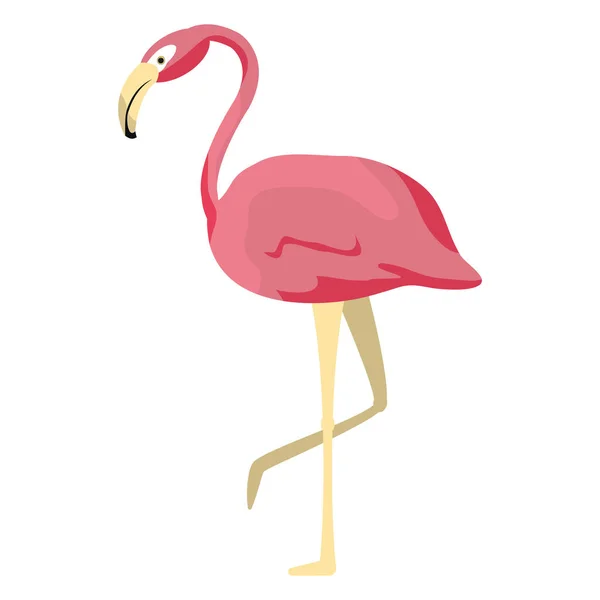 Flamengo Tropical Beleza Pássaro Animal Vetor Ilustração —  Vetores de Stock