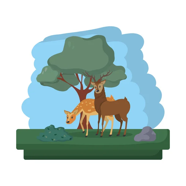 Paar Hirsche Wildtierreservat Vektor Illustration — Stockvektor