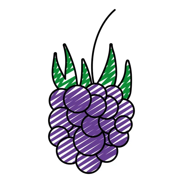 Garabato Deliciosas Uvas Fruta Fresca Nutrición Vector Ilustración — Archivo Imágenes Vectoriales