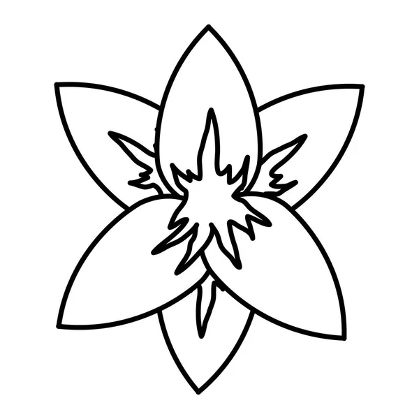 Лінія Краси Екзотична Квітка Пелюстками Стиль Векторні Ілюстрації — стоковий вектор